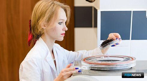 Точечно атаковать рак поможет морской еж Точечно атаковать рак поможет морской еж