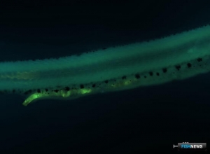 Микропластик не идет на пользу сибирской рыбе