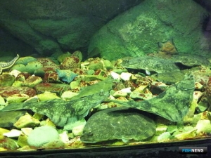 НЦБРП создаст новый рыбный справочник