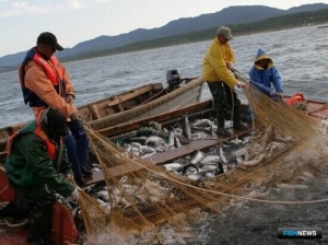 В Сахалинской области успешно развивается &laquo;красная&raquo; путина