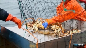 Актуальный вопрос крабовых аукционов предлагают вынести на площадку Совета Федерации