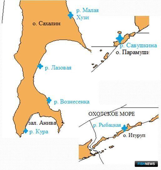 На Сахалине и Курилах собрали данные по лососевой молоди