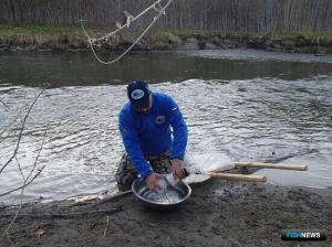 На Сахалине и Курилах собрали данные по лососевой молоди