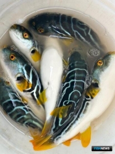 Тепло привлекло в воды Приморья ядовитую рыбу