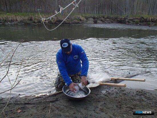 На Сахалине и Курилах собрали данные по лососевой молоди