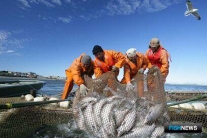 Камчатка ударно добывает лосось