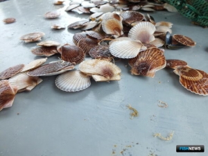 &laquo;Морские огороды&raquo; Приморья засевают гребешком и трепангом