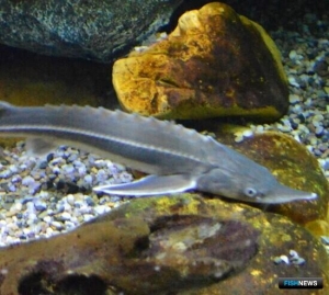 Главу &laquo;осетровой&raquo; ОПГ обязали возместить многомиллионный ущерб