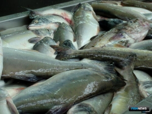 Закон о рыболовных участках и электронных аукционах получил подпись подпись президента