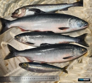 Горбуша Охотоморья обещает богатые уловы