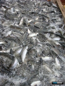 Вылов лосося быстро растет