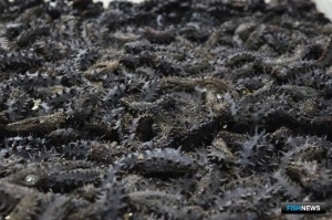 Перевозчик нелегального трепанга пойдет под суд