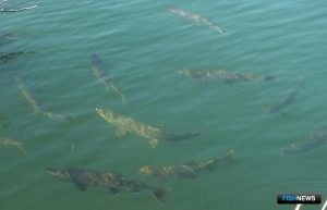 Промысловикам и КМНС Приморья расписали кетовую путину