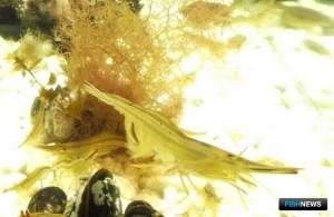 Сахалинец попал под суд за лов креветки сверх меры