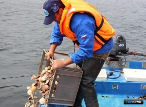 У побережья Владивостока расселили молодь гребешка