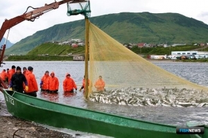 Лососевая путина принесла увесистый улов