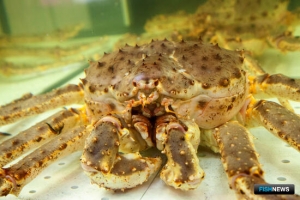 Порядок контроля за победителями крабовых аукционов выставили для ОРВ