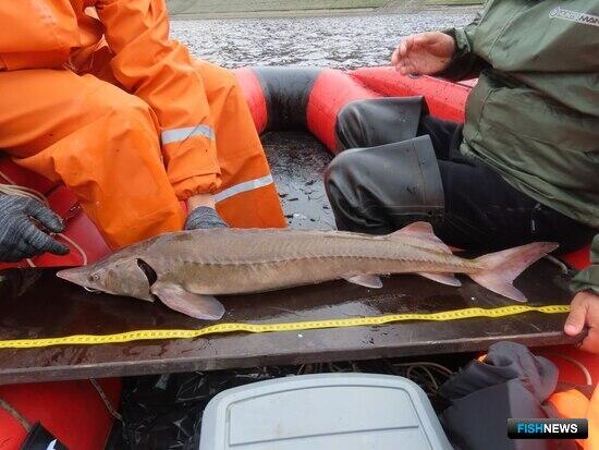 В реке Лена подсчитали осетра В реке Лена подсчитали осетра