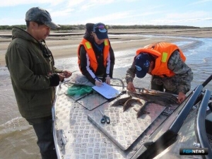 В реке Лена подсчитали осетра
