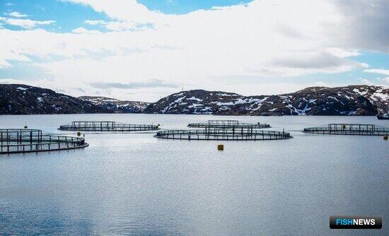 Рыбе и другим животным готовят маркирование Рыбе и другим животным готовят маркирование
