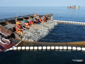 Лосось обеспечивает дальневосточникам рекордный вылов