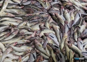 Заявочная кампания по инвестквотам в 2023 году пройдет в особые сроки