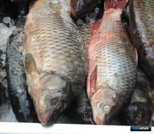 На реках и озерах Приморья активно ведется промысел