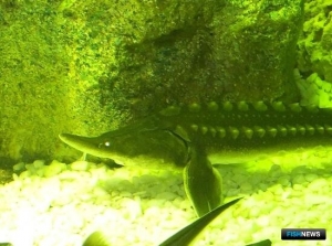 &laquo;Краснокнижная&raquo; рыбалка ударила по кошелькам браконьеров