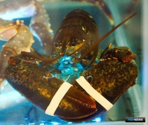 Следить за &laquo;переодеванием&raquo; лобстера поможет компьютер