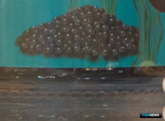 Заменители икры завоевывают рынок