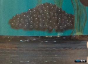 Заменители икры завоевывают рынок