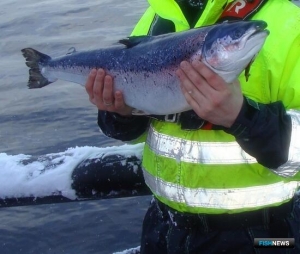 Британские ученые хотят кормить рыбу коноплей