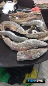 Браконьеры оказались на скамье подсудимых вместе с &laquo;крышей&raquo;