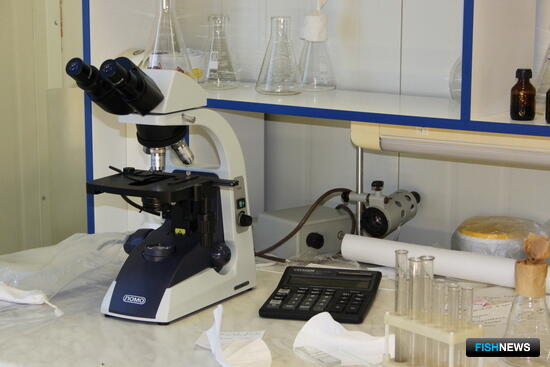 Питер подберет меры борьбы с «цветением» прудов Питер подберет меры борьбы с «цветением» прудов