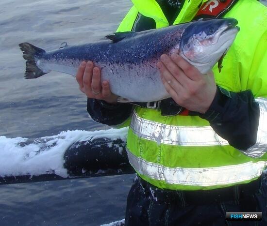 Британские ученые хотят кормить рыбу коноплей