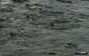 В Приморье открылась кетовая путина