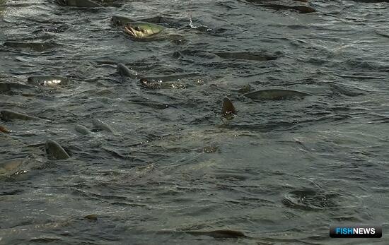 В Приморье открылась кетовая путина
