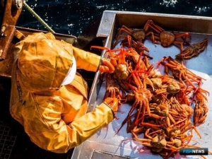 Рыбаки из Приморья заявились на глубоководного краба