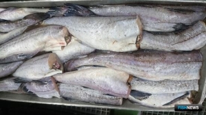 Россия и Корея собираются упростить рыбную торговлю