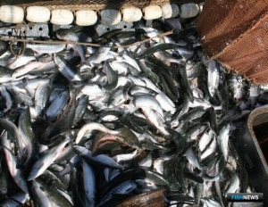 Лососевая путина уже принесла более полумиллиона тонн