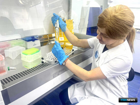 Байкальскую рыбу вносят в генетическую «картотеку» Байкальскую рыбу вносят в генетическую «картотеку»