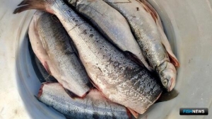 Канин хотят защитить от браконьеров