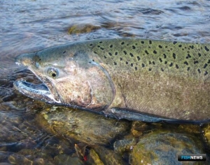 США выделили средства на помощь лососям