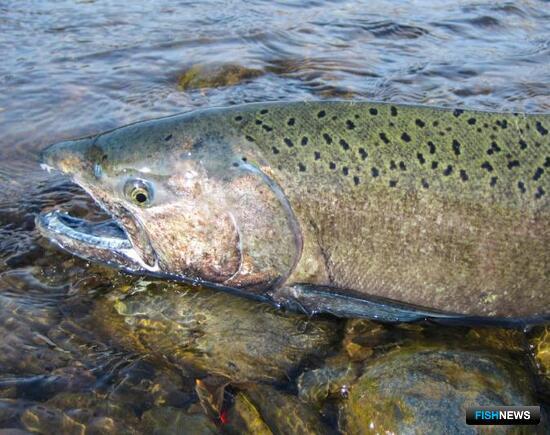 США выделили средства на помощь лососям