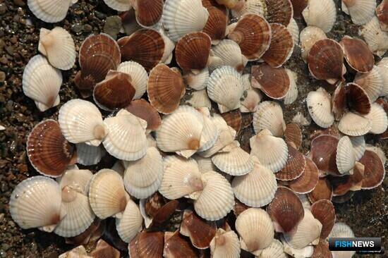 Сахалин определил приоритетные проекты для инвесторов в рыбной отрасли 