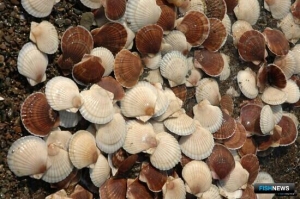 Сахалин определил приоритетные проекты для инвесторов в рыбной отрасли 