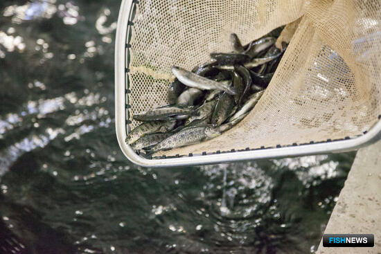 Лососеводов хотят обеспечить субсидиями