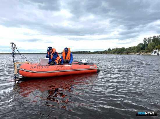 На Северной Сосьве задержался нерест сиговых