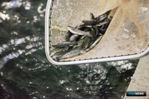 Лососеводов хотят обеспечить субсидиями