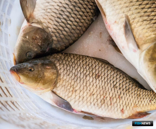 Сазан завоевывает уральские водоемы